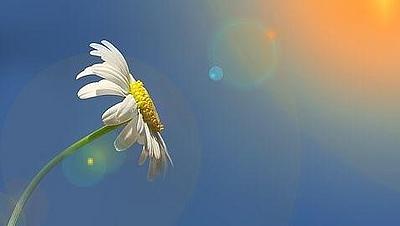 Weiße Blume, blauer Himmel, strahlender Sonnenschein